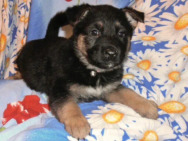 щенки бородатики. щенок восточно европейской овчарки 2 месяца метис. метисы в добрые руки. даром щенки метис. отдам даром щенка метиса в печорах псковской области.