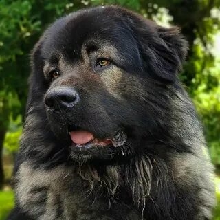 Кавказский щенок