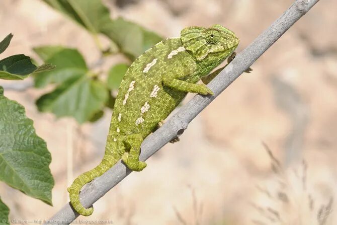 Обычный хамелеон. Chamaeleo Chamaeleon. Европейский обыкновенный хамелеон. Обыкновенный хамелеон хамелеоны. Обыкнове... Хамелеон.