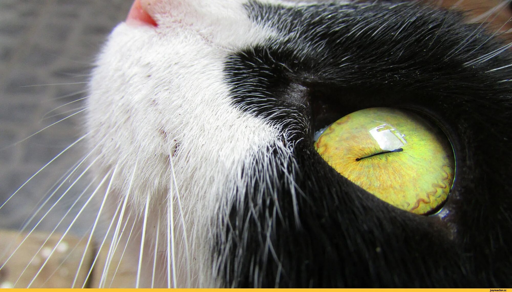 Кошачий глаз. Глаза котов. Кошки с необычными глазами.