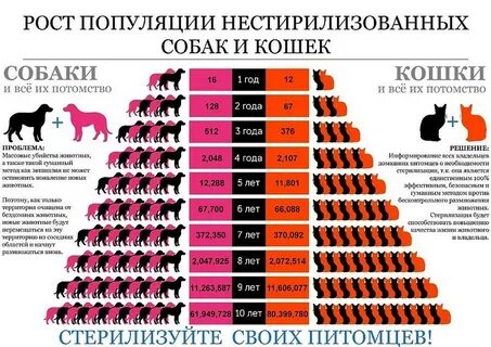 Со скольки можно стерилизовать собаку