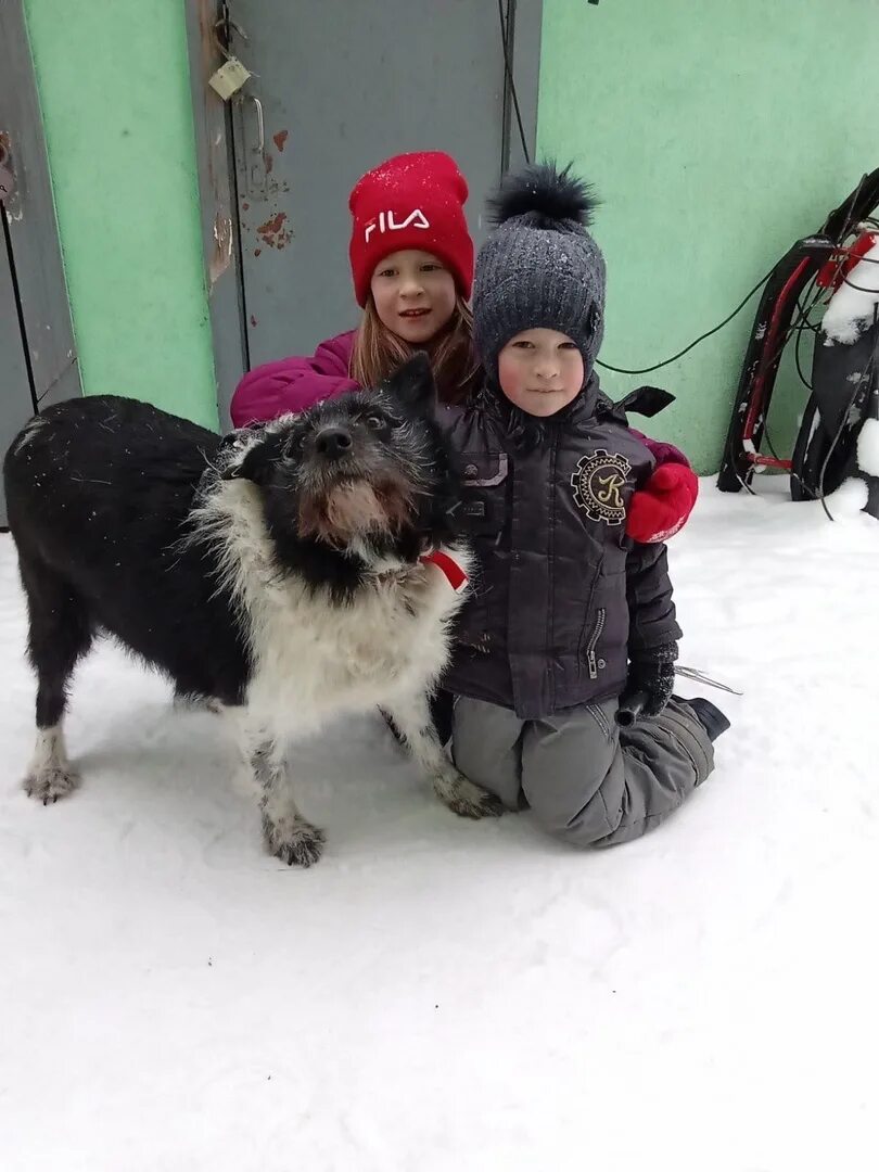 Приют майский день в иваново. Приют для собак Иваново. Приют Майский день Иваново. Приют Майский день Шуя. Показать животных Майский день щенков Иваново приют 2022 год.