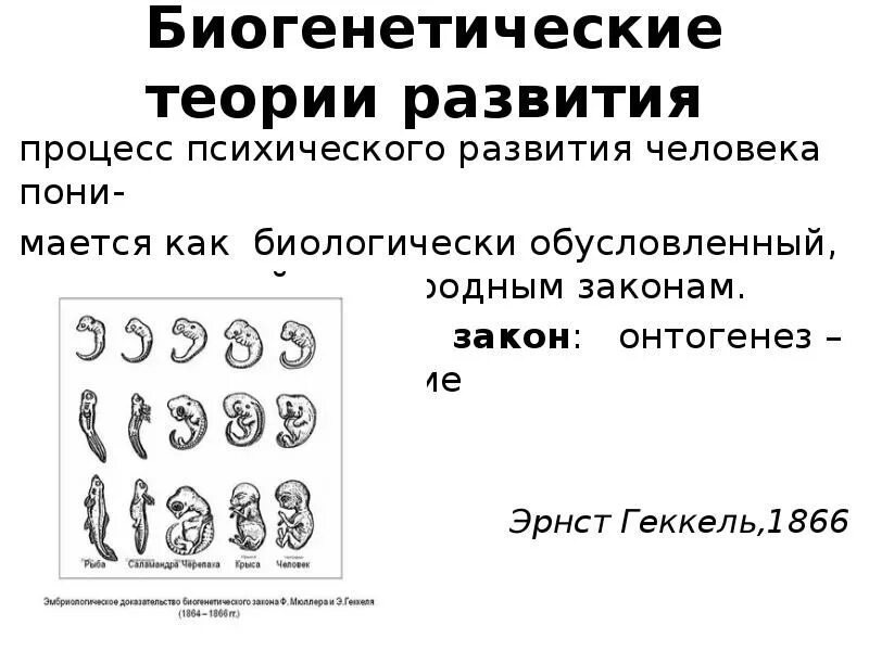 Биогенетические теории развития. Биогенетический закон Геккеля Мюллера. Биогенетический закон. Биогенетические концепции психического. Закон биогенетический закон.