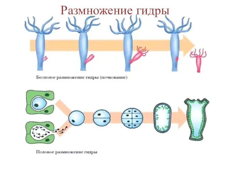 Бесполое размножение гидры пресноводной. Размножение гидры пресноводной. Процесс бесполого размножения гидры. Почкование гидры это бесполое размножение. Деление клетки гидры