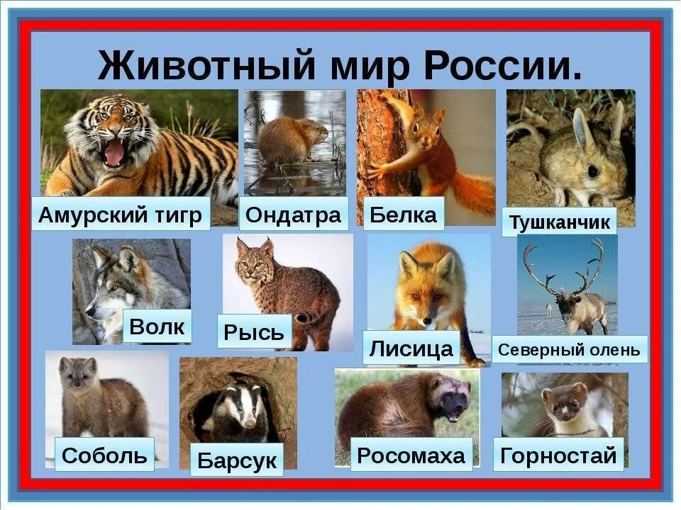 Перечислить животных