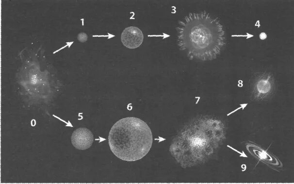 Эволюция средних по размеру и больших звезд. Этапы эволюции больших звезд. Начальная стадия формирования звезды. На рисунке приведена Эволюция средних по размеру и больших звезд. Эволюция звезд астрономия 11