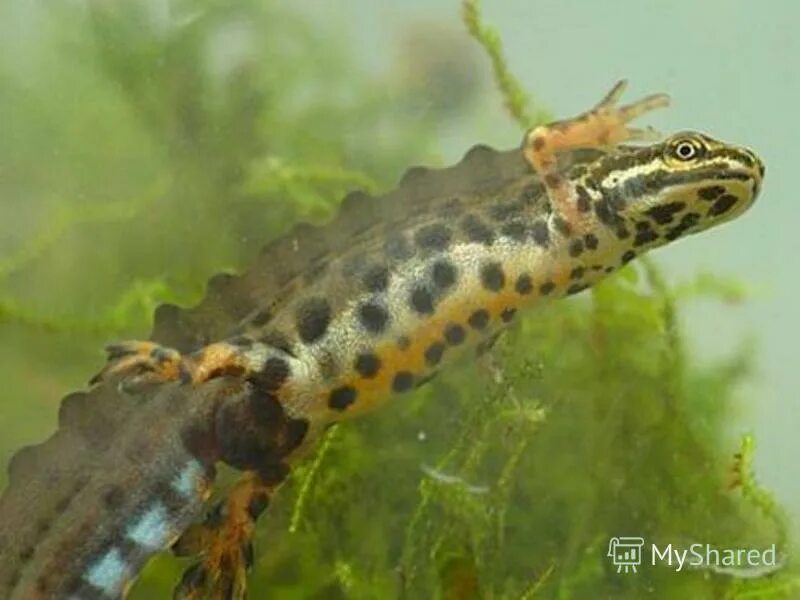 обыкновенный тритон. тритон в пруду. обыкновенный тритон. прудовые тритоны. тритон прудовой обыкновенный.