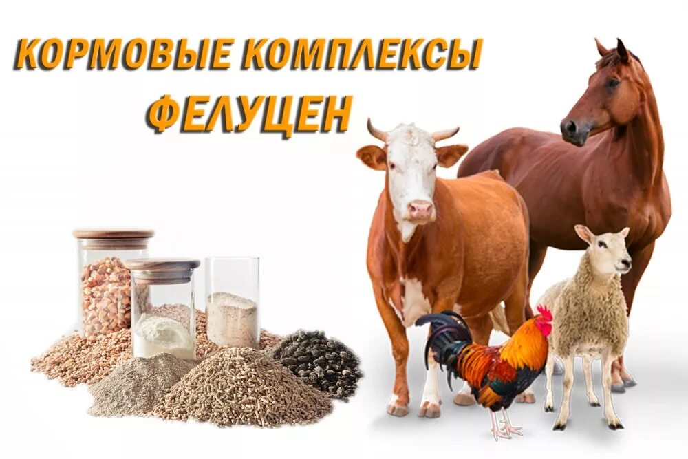 Магазин корма для сельхоз животных. Сх животные. Баннер корма для животных. Магазин кормов для сельскохозяйственных животных. Витрина для комбикорма.