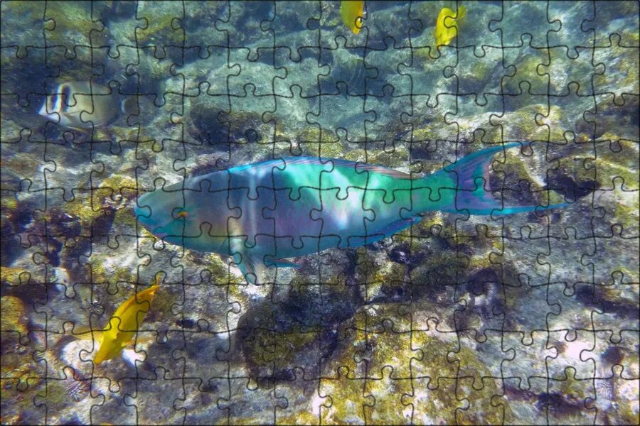 Мелководье рыбы. Рыба гавайи. рыбы в гавайских водах. рыбки на мелководье.