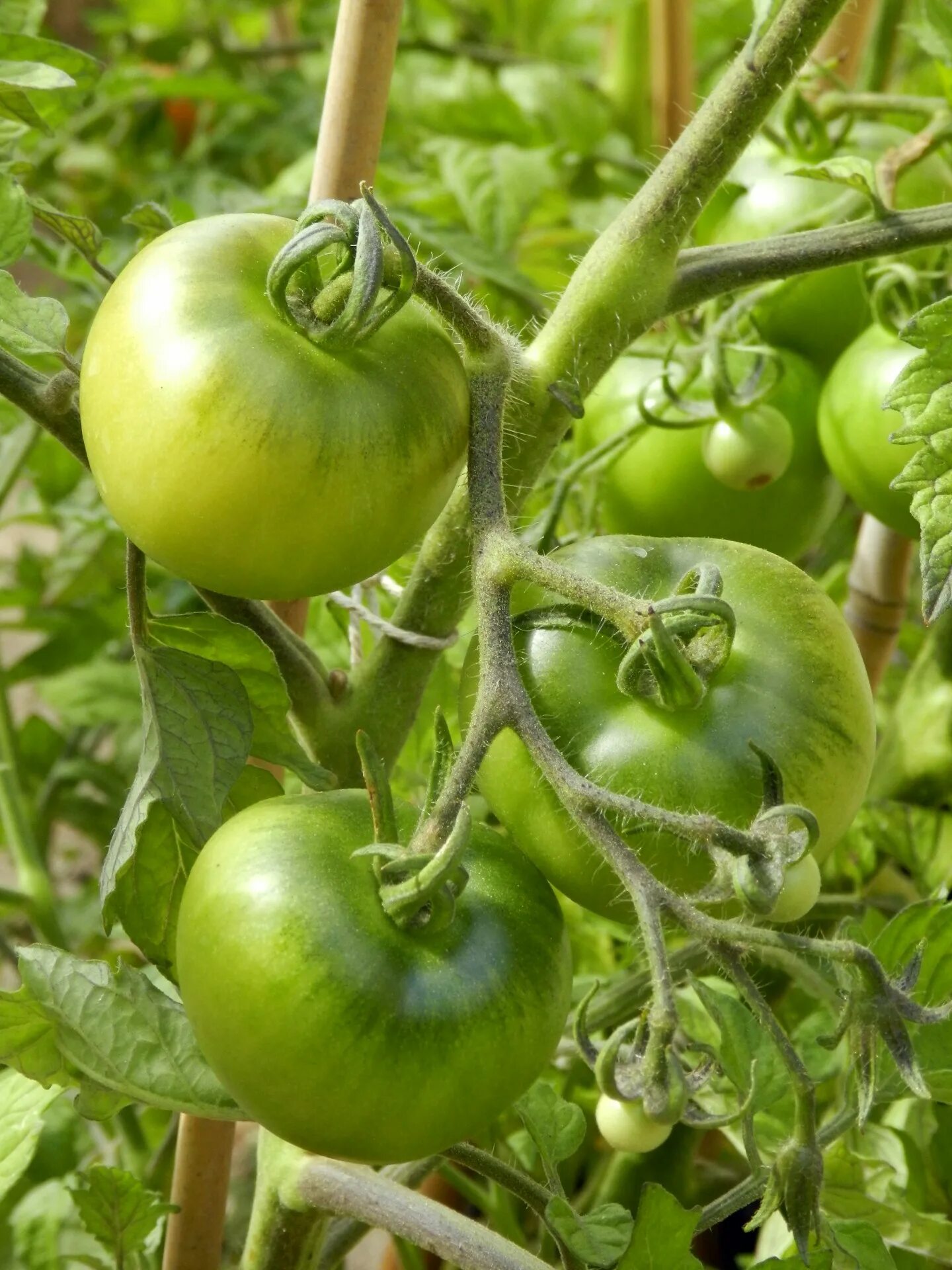 Купить зеленые томаты. Томат Solanum lycopersicum. Грин помидоры. Зеленые томаты.