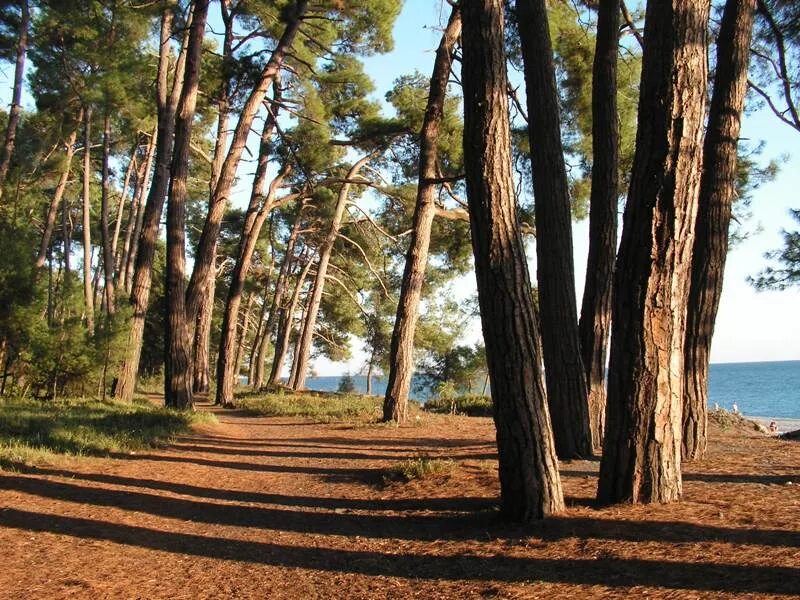 Пицунда ели. Пицунда ели. Пицунда ели. Пицунда ели. Лдзаа сосны.