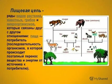 Установить правильную последовательность биологических систем