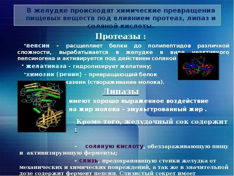 Ферменты амилаза липаза протеаза. Липаза это фермент расщепляющий. Протеазы ферменты. Липаза функции.