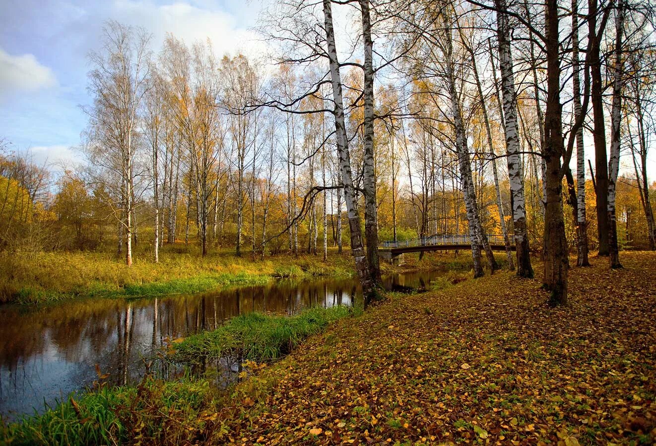 Картинки поздней. Поздняя осень. Поздняя осень пейзаж. Природа России поздняя осень. Лесной пейзаж поздней осенью.