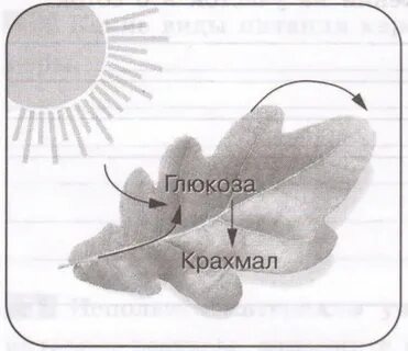 Рабочая тетрадь биология 6 класс линия жизни