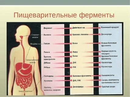 Ферменты поступают в организм с пищей