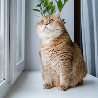 Хосико кот порода