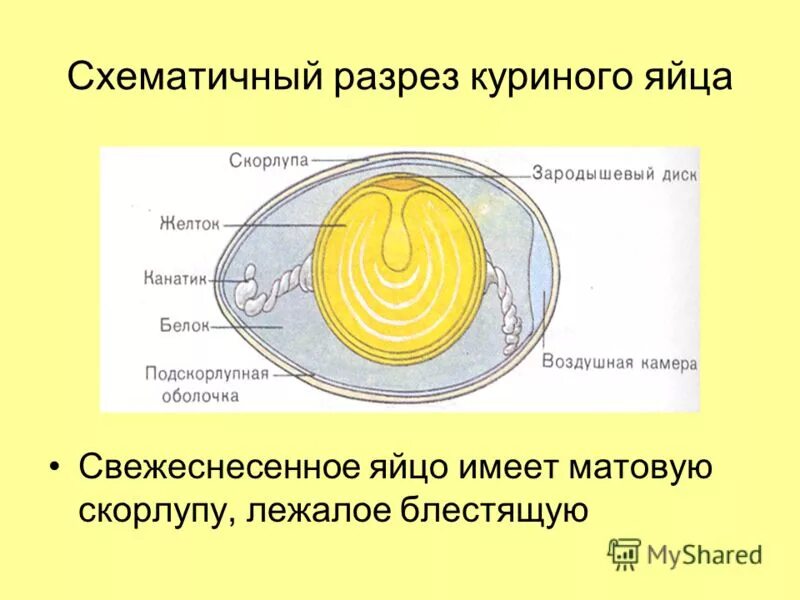 Функция желтка. Куриное яйцо в разрезе. Строение куриного яйца. Строение куриного яйца в разрезе. Схема разреза куриного яйца.