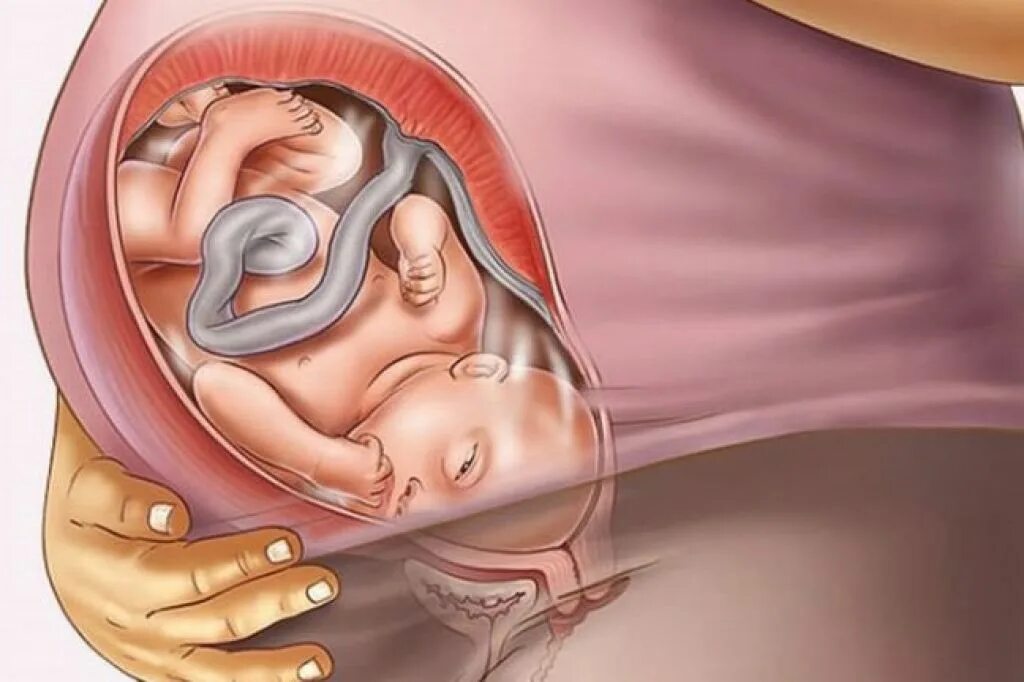 Тридцать девятая неделя. Тридцать девятая неделя. Плод 38 недель беременности в животе. Узи ребенка 39 неделя беременности. Ребёнок на 39 неделе беременности.