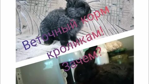 Можно давать кроликам виноград