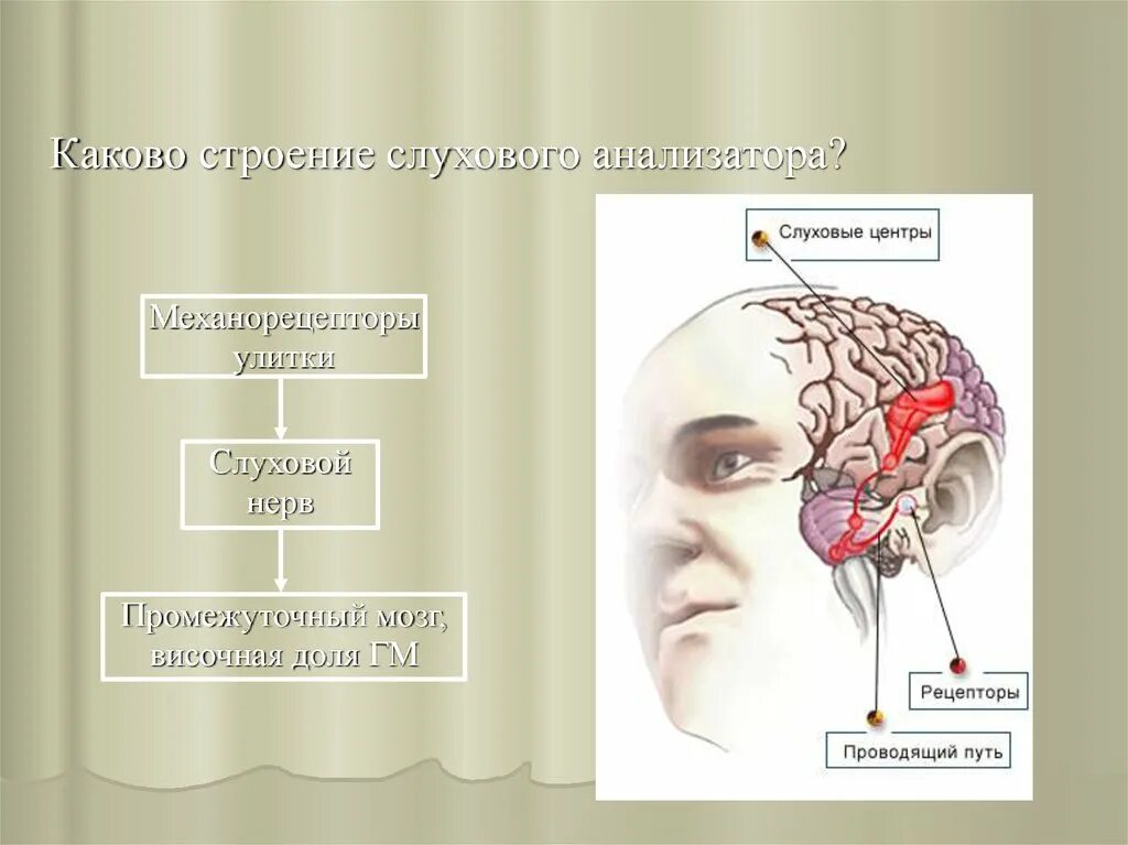 Механизм работы слухового анализатора. Строение слухового анализатора. Слуховой анализатор анатомия. Строение анализатора слуха. Понятие слухового анализатора