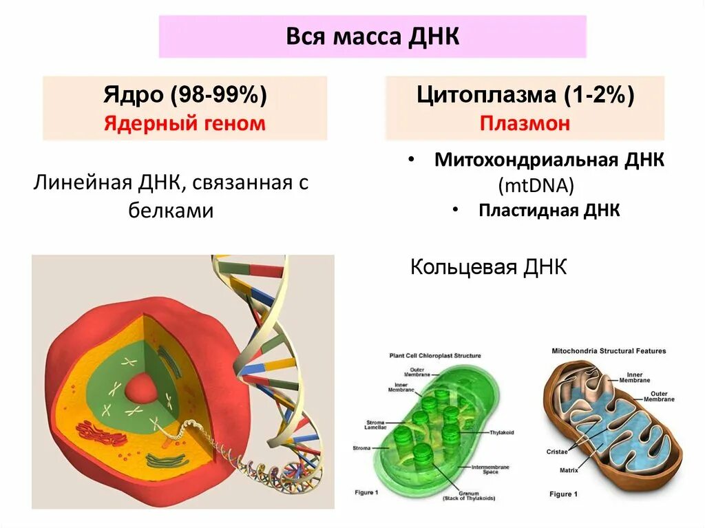 Какие структуры в ядрах содержат днк. Схема строения наследственного аппарата клетки. Ядерный аппарат клетки. ДНК. Линейная ДНК В ядре. Роль генетического аппарата клетки.