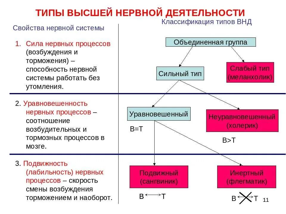 Что изучает физиология высшей нервной деятельности. Физиологическая характеристика типов высшей нервной деятельности. Физиологические критерии различных типов ВНД. Основы физиологии высшей нервной деятельности человека схема. Типы высшей нервной деятельности человека по Павлову.