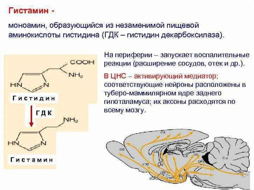 Гистамин содержат. Гистамин химическая формула. Гистамин структурная формула. Гистамин нейромедиатор ЦНС. Гистамин роль в организме.