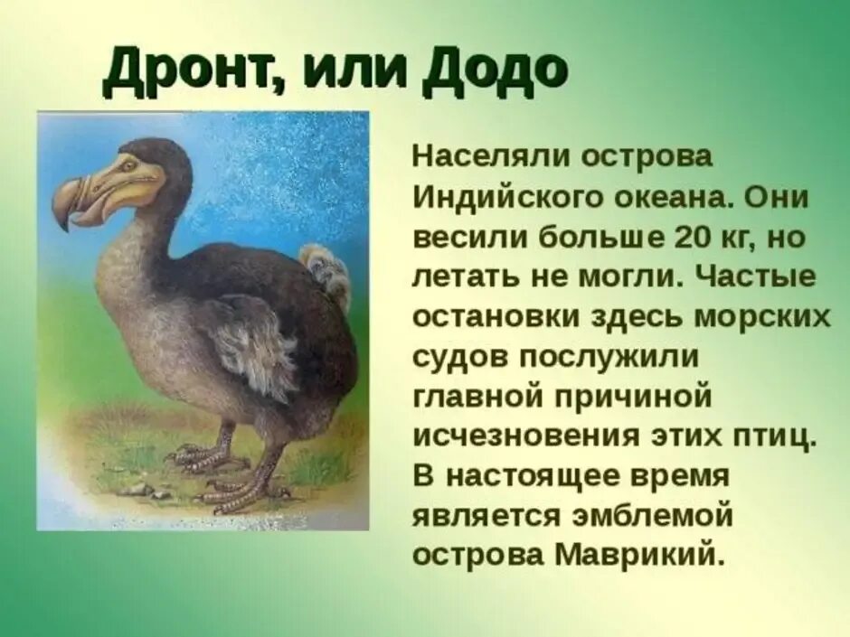 Дронт в ту же реку читать. Маврикийский дронт или додо. птица додо маврикийский дронт. маврикийский дронт описание. маврикийский дронт вымерли.