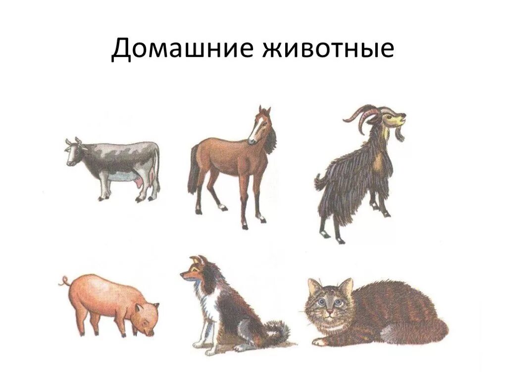 Домашние животные. Дикие животные для детей. Одним словом домашние животные. Дикие животные картинки для детей. Обобщать животные.