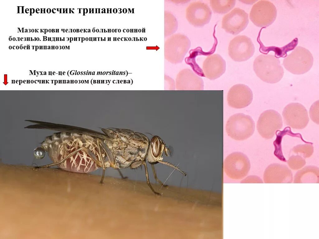 Муха ЦЕЦЕ переносчик сонной болезни. Glossina morsitans переносчик.