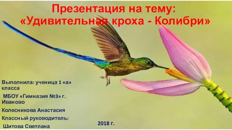 Колибри - загадочные сфинксы птичьего царства