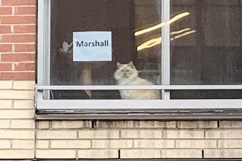 She windows