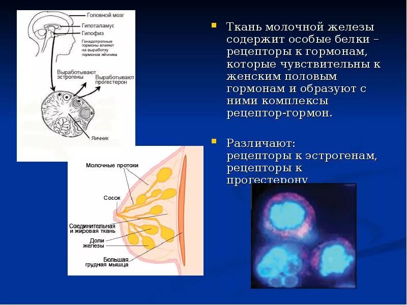 Гормон отвечающий за рост грудных желез. Гормональная регуляция. Гормональная регуляция молочных желез. Влияние половых гормонов. Пролиферация молочной железы.
