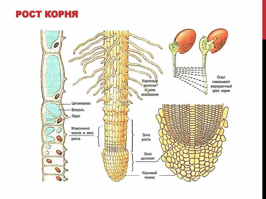 Схема развития корня. Строение точки роста корня. Строение и рост корня зоны корня. Строение клетки корня растения. Верхушечный рост корня