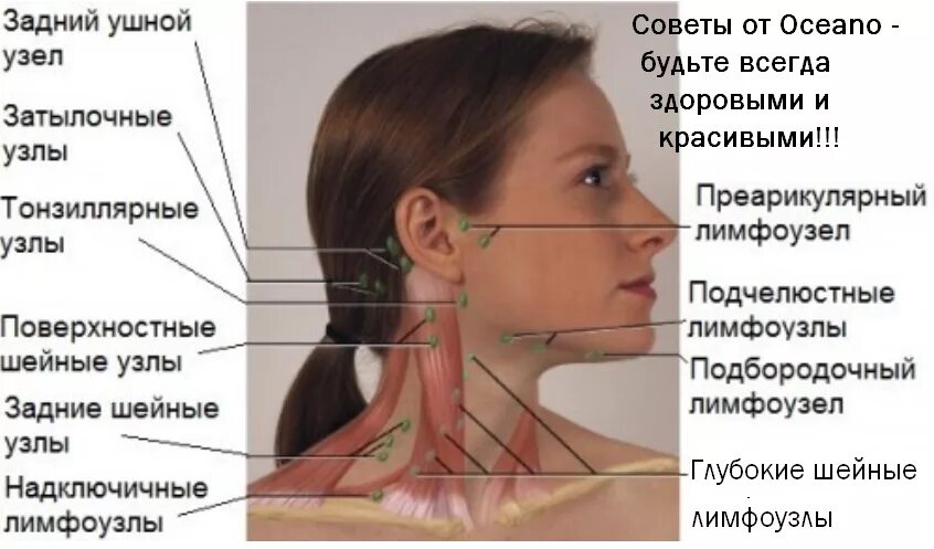 Околоушные лимфоузлы расположение схема. Лимфатические узлы на лице. Лимфатические узлы лица и шеи. Расположение лимфоузлов на лице. Лимфоузел после массажа