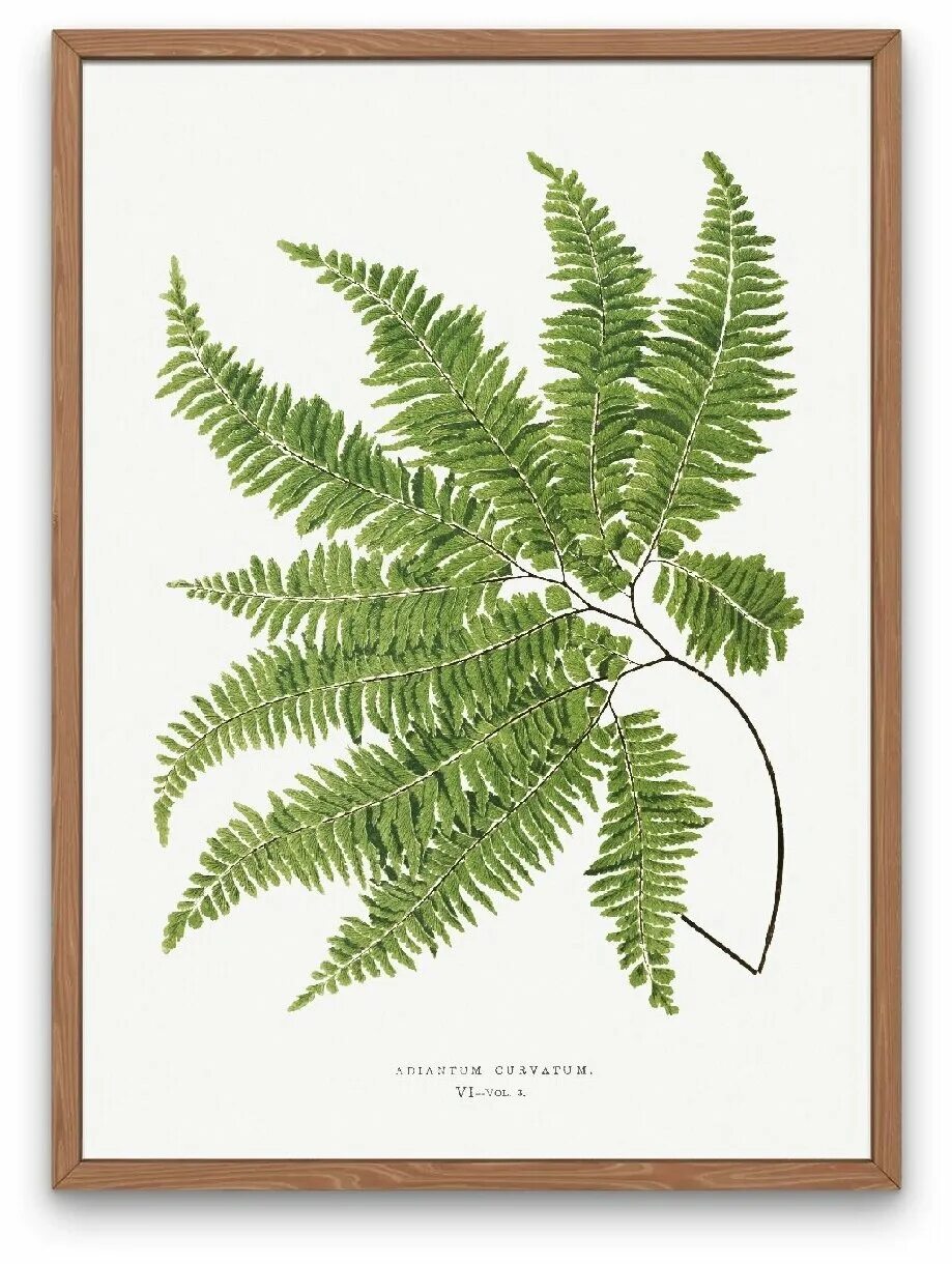 папоротник tik031. папоротник из бумаги. поделка папоротник. папоротник из цветной бумаги. листья монстеры и пальмы.