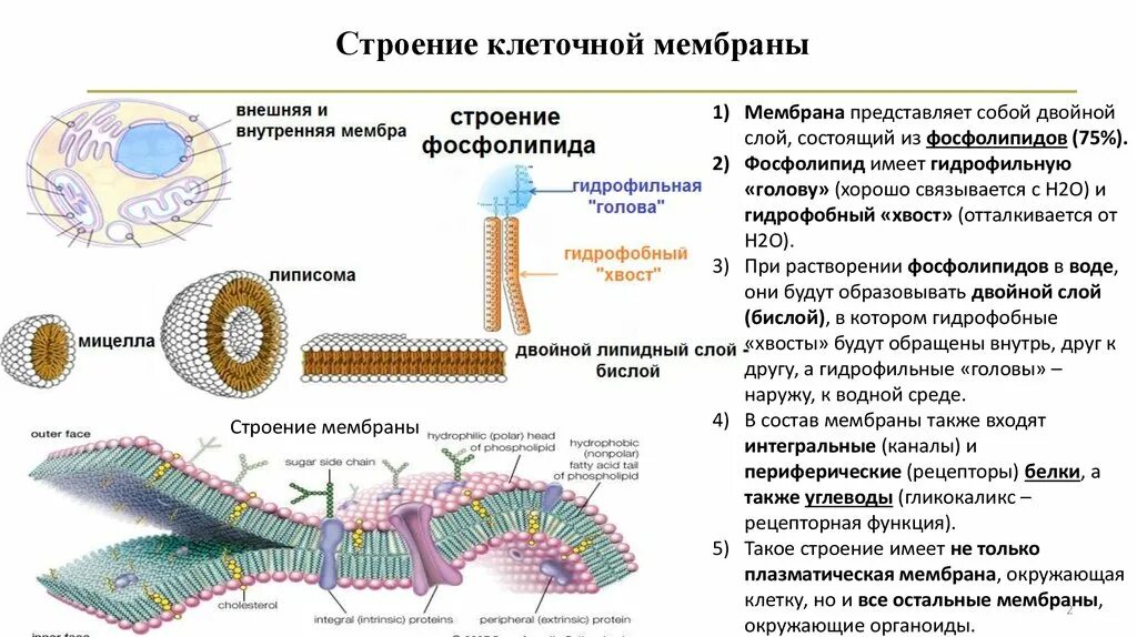 9. Строение и функции мембранных компонентов клетки. Механизмы повреждения мембранных структур клетки. Внутриклеточные мембраны строение. Строение комплекс клеточных мембран волоса.