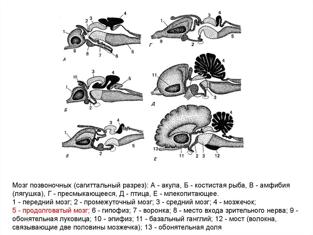 Мозг позвоночных. Мозг птицы. Головной мозг позвоночных. Мозг рыб амфибий млекопитающих птиц.