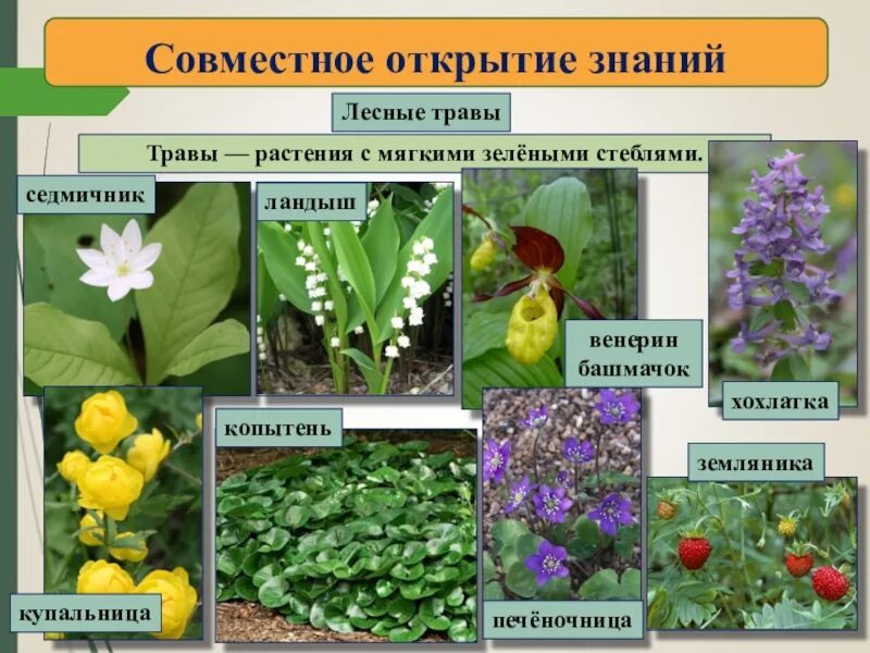 Лесные травы названия. Примеры растений лесной растительности. Лесные растения названия. Примеры растений лесной растительности. Лесные травы.