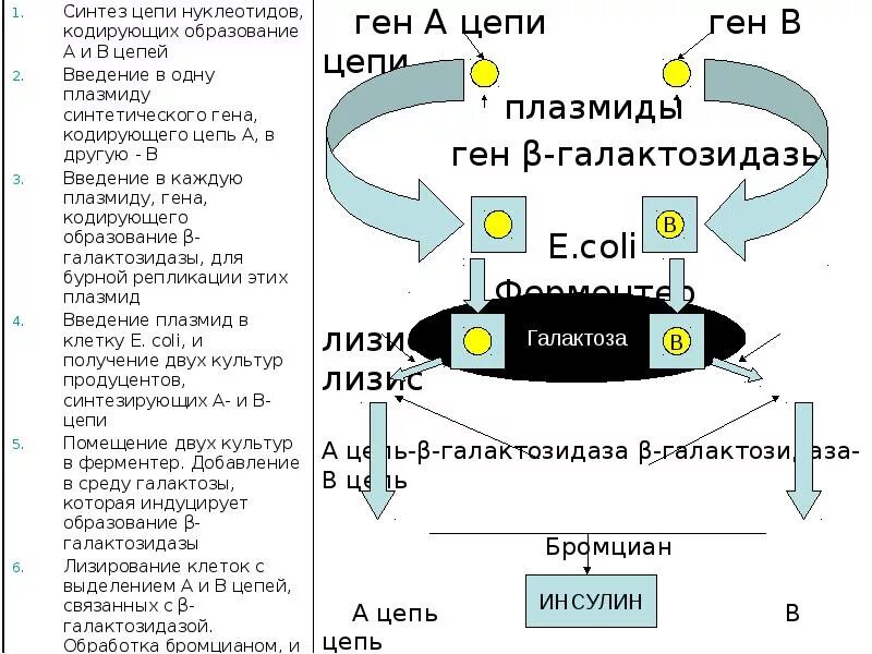 Схема получения рекомбинантного инсулина. Схема производства инсулина. Искусственный Синтез инсулина схема. Схема способы получения инсулина человека. Установите последовательность этапов получения инсулина