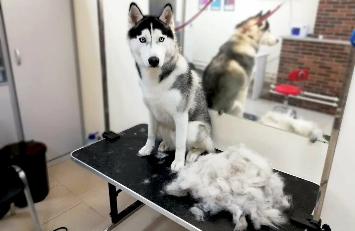 Хаски экспресс. Husky express game. Стриженный хаски. Подстриженный хаски. Хаски экспресс.