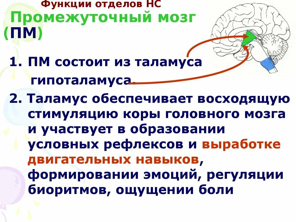 Промежуточный отдел функции. Промежуточный мозг. Образования промежуточного мозга. Промежуточный мозг его отделы и функции. Центры промежуточного мозга.