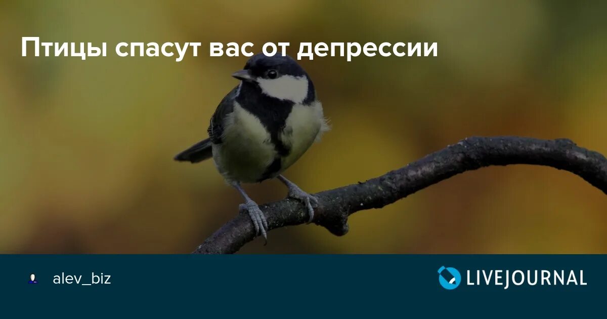 Спас птицу. Птица здоровья. Здоровье птичкам. Я спасаю птичек. Какая птица спасла