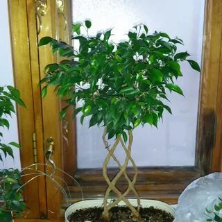Плетение фикуса