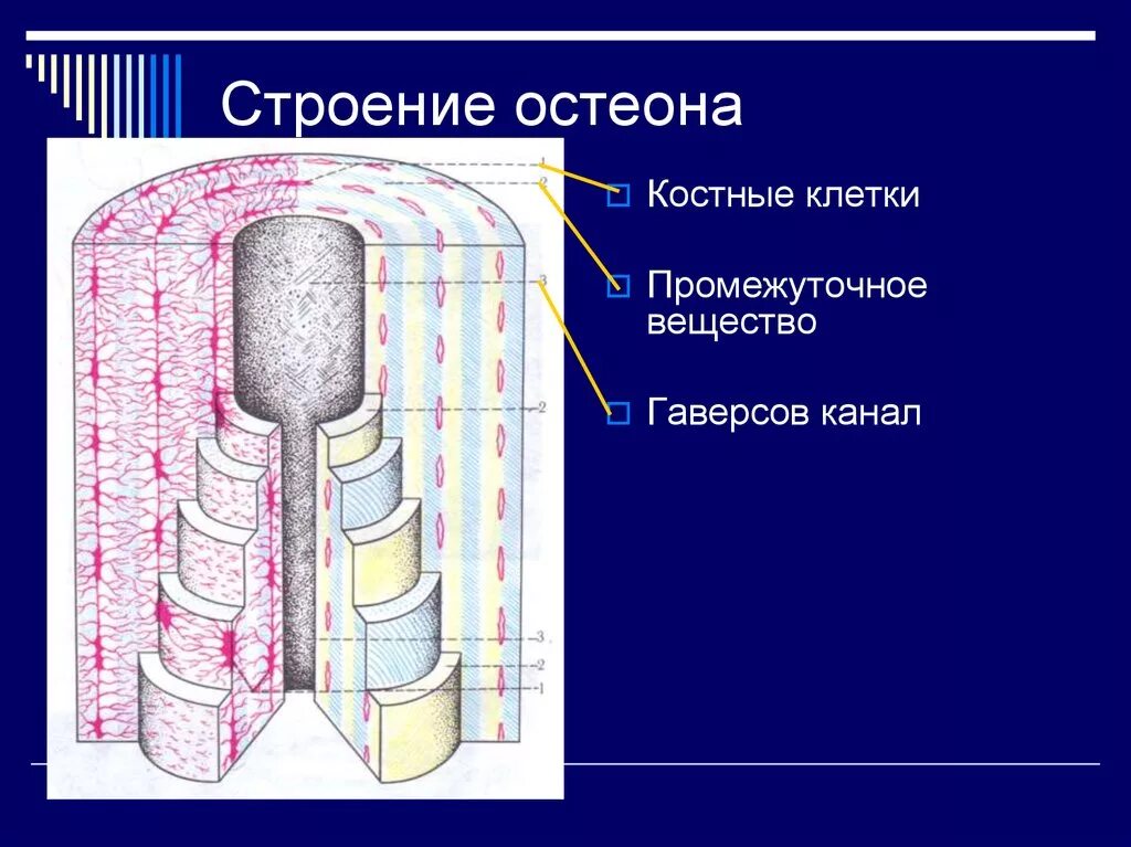 Остеон гаверсова система. Строение остеона анатомия. Костная ткань Остеон. Схема строения остеона анатомия рисунок. Остеон ткань