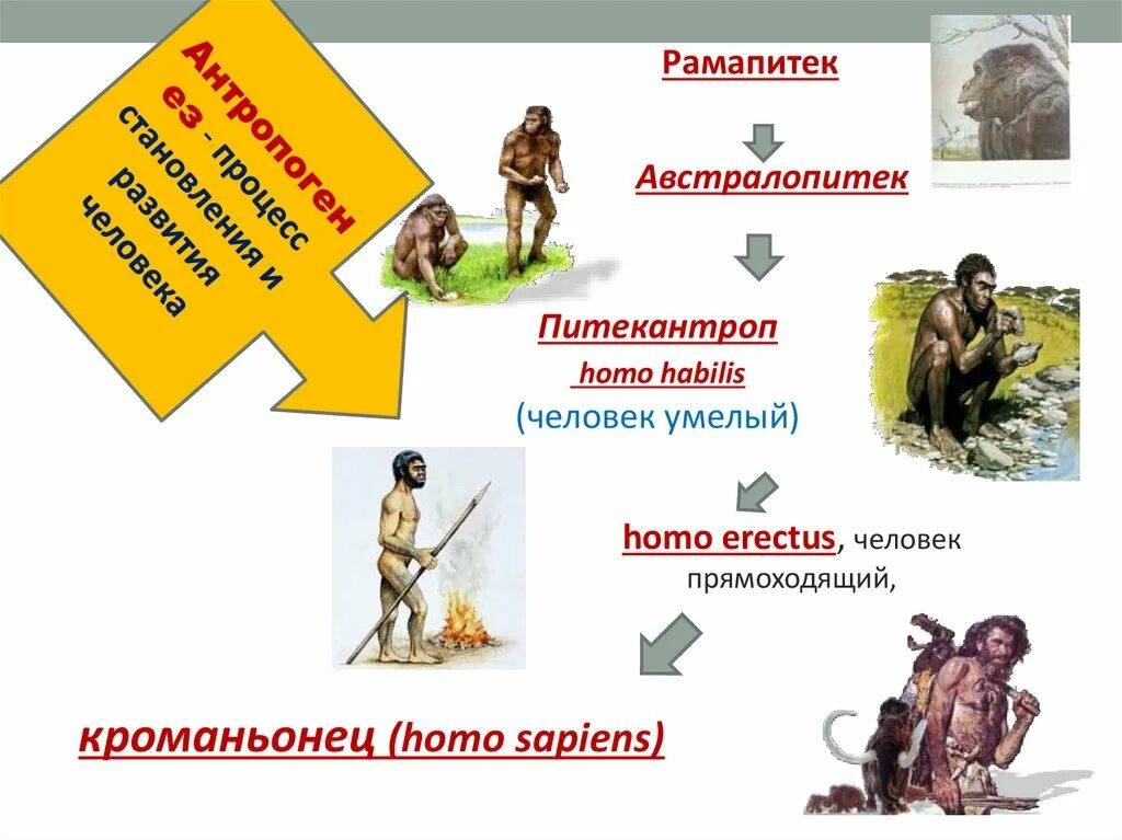 Эволюция человека неандерталец кроманьонец. Неандерталец кроманьонец человек умелый человек прямоходящий. Предок человека разумного. Последовательность кроманьонец австралопитек. Стадии происхождения человека.