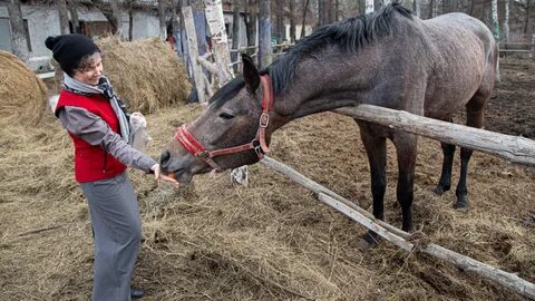 Лошади челябинском
