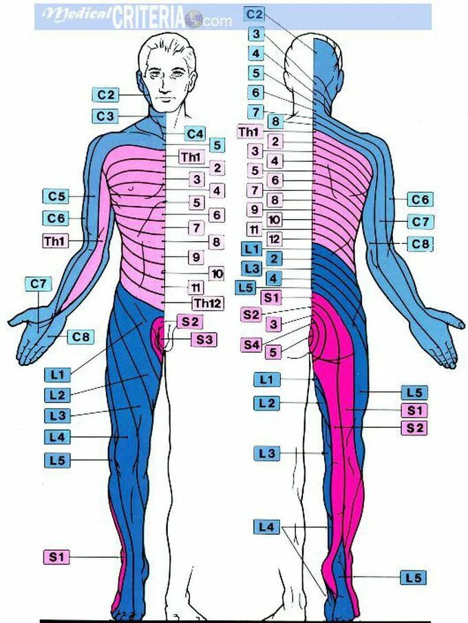 Зона поясницы. Схема дерматом человека. Позвоночник зоны иннервации схема. Дерматомы корешки спинного. Сегменты спинного мозга и дерматомы.