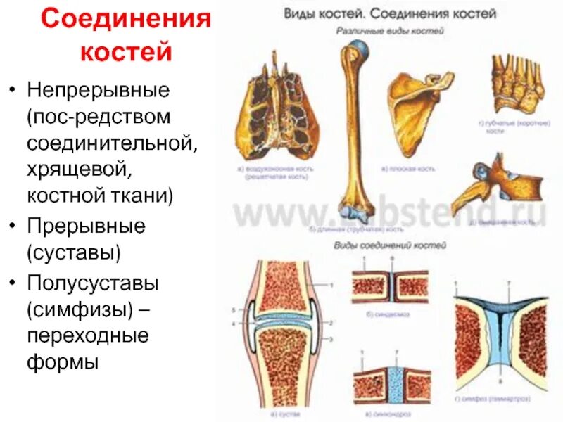 Соединения костной ткани. Соединения костной ткани. Подвижное и неподвижное соединение костей. Типы соединения костей скелета. Соединения костной ткани.